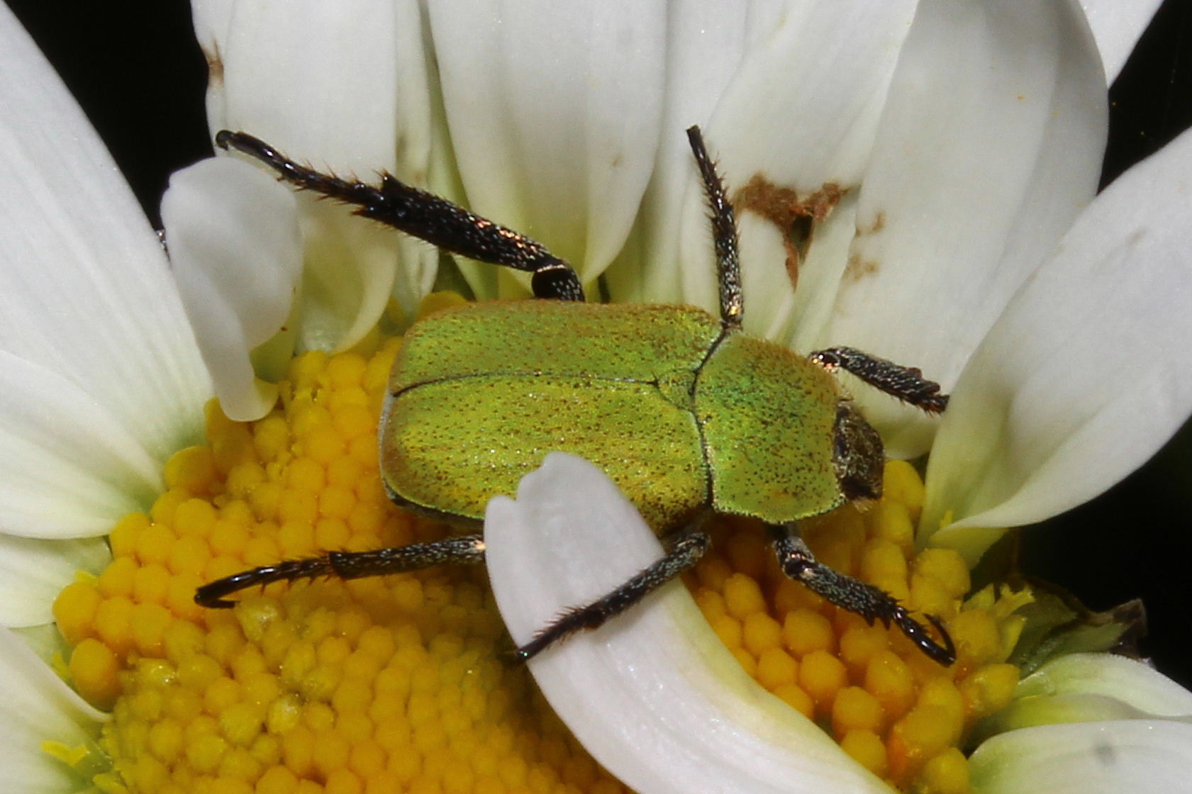 Hoplia argentea